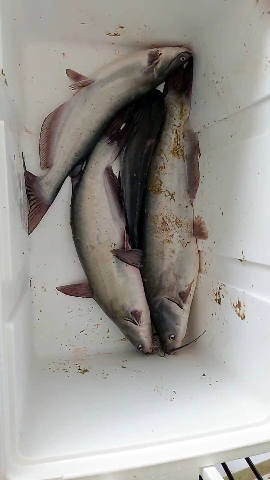 Fresh-caught catfish cleaned and packed, ready for the cooler